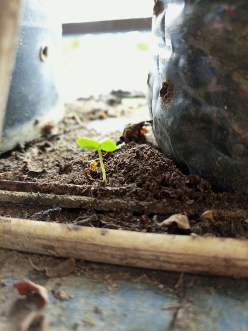 Zero Waste Köln – Stadtnatur und Zero Waste – Wir spazieren durch die Stadt und lernen gemeinsam!