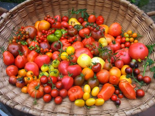 Tomatenvielfalt entdecken und aussäen