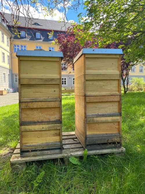 Bienen im Garten der Bildung der Volkshochschule Bonn